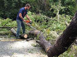 How Our Tree Care Process Works  in  East San Gabriel, CA