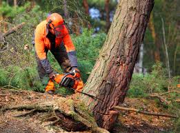 Best Tree and Shrub Care  in East San Gabriel, CA