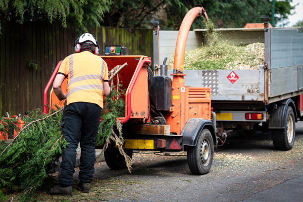 Best Commercial Tree Services  in East San Gabriel, CA