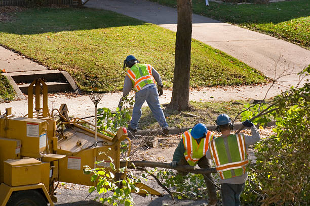  East San Gabriel, CA Tree Removal Pros