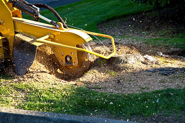 Best Tree Mulching  in East San Gabriel, CA