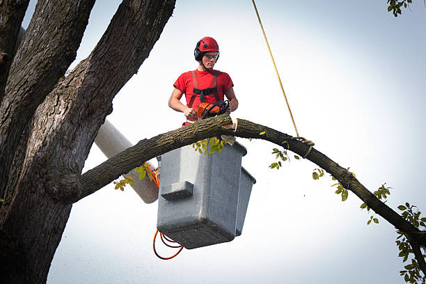 Best Tree Trimming and Pruning  in East San Gabriel, CA