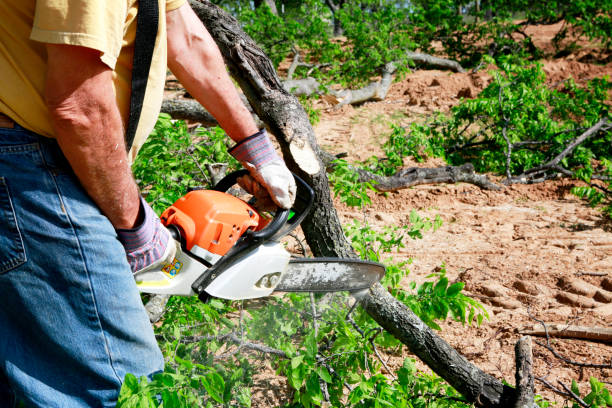 Professional Tree Removal in East San Gabriel, CA